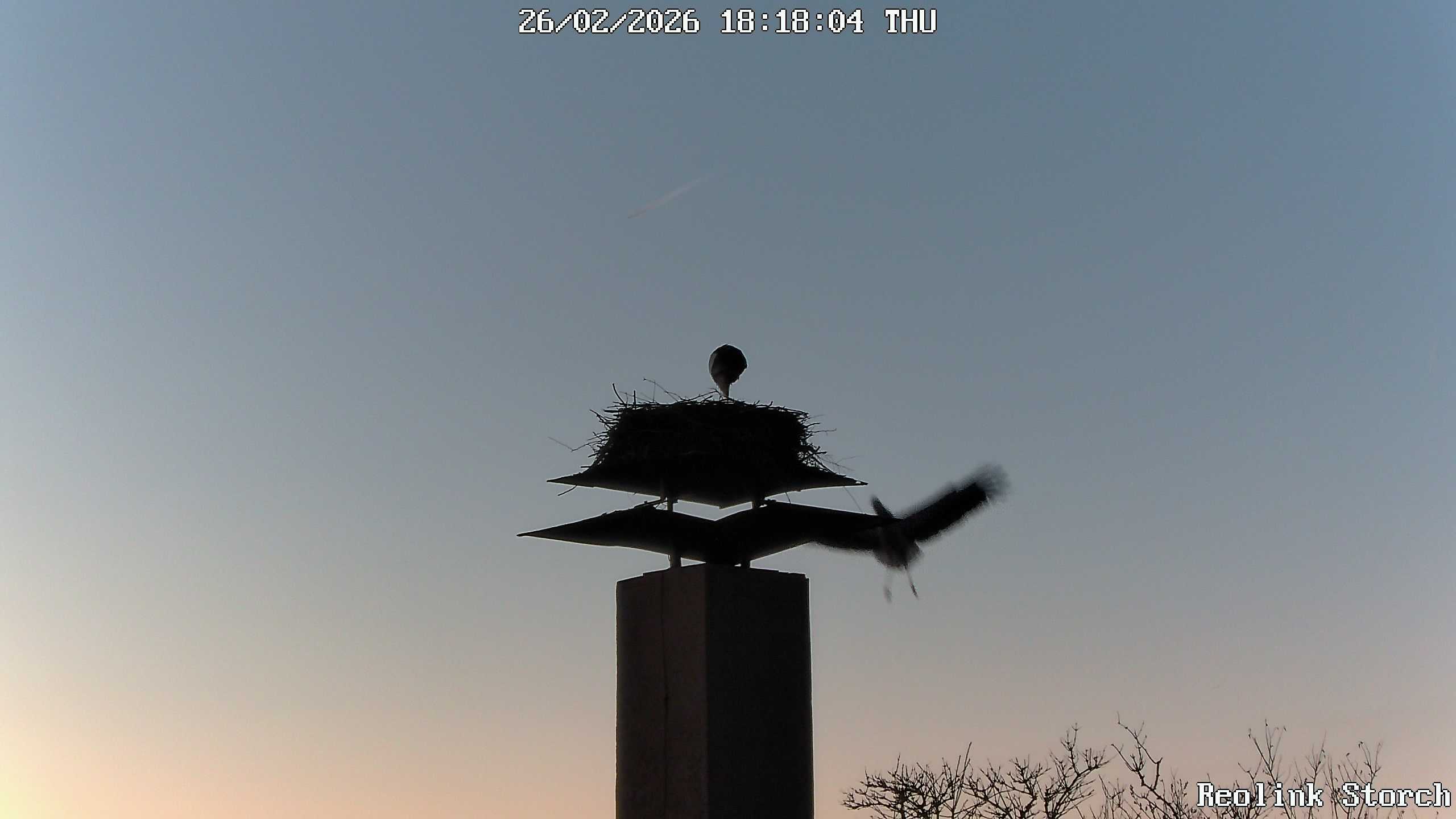 Storchencam Bild